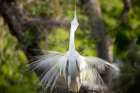 USA-Florida-St Augustine Egret displaying breeding plumage Coastal Print